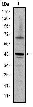 c-Jun Antibody