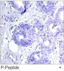 c-Jun (Phospho-Ser243) Antibody