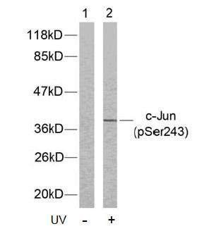 c-Jun (Phospho-Ser243) Antibody