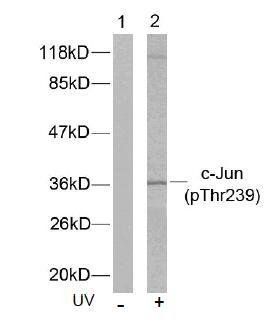 c-Jun (Phospho-Thr239) Antibody