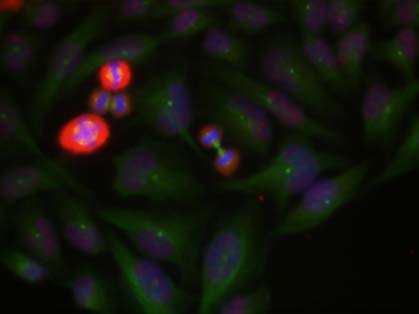 c-Jun (Phospho-Thr239) Antibody