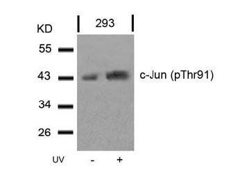 c-Jun (Phospho-Thr91) Antibody