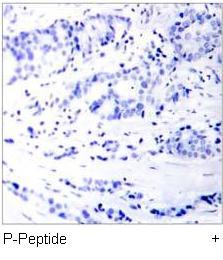 c-Jun (Phospho-Thr93) Antibody