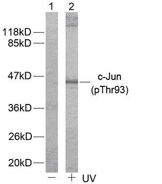 c-Jun (Phospho-Thr93) Antibody