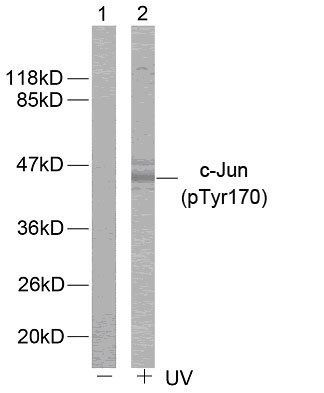 c-Jun (Phospho-Tyr170) Antibody