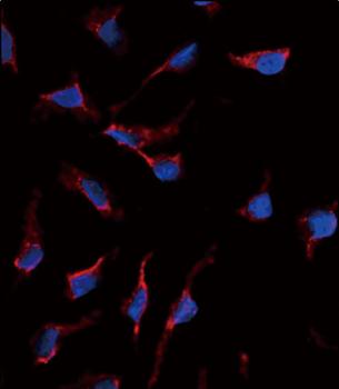 SCF (KITLG) Antibody