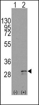 SCF (KITLG) Antibody