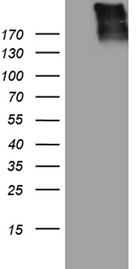CD117 Antibody