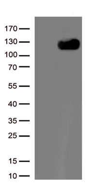CD117 Antibody