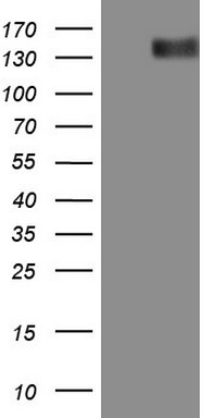 CD117 Antibody