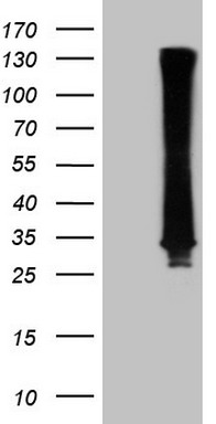 CD117 Antibody