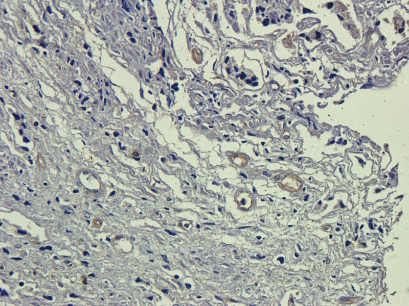 c-Kit antibody