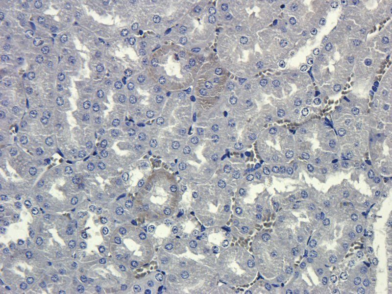 c-Kit antibody