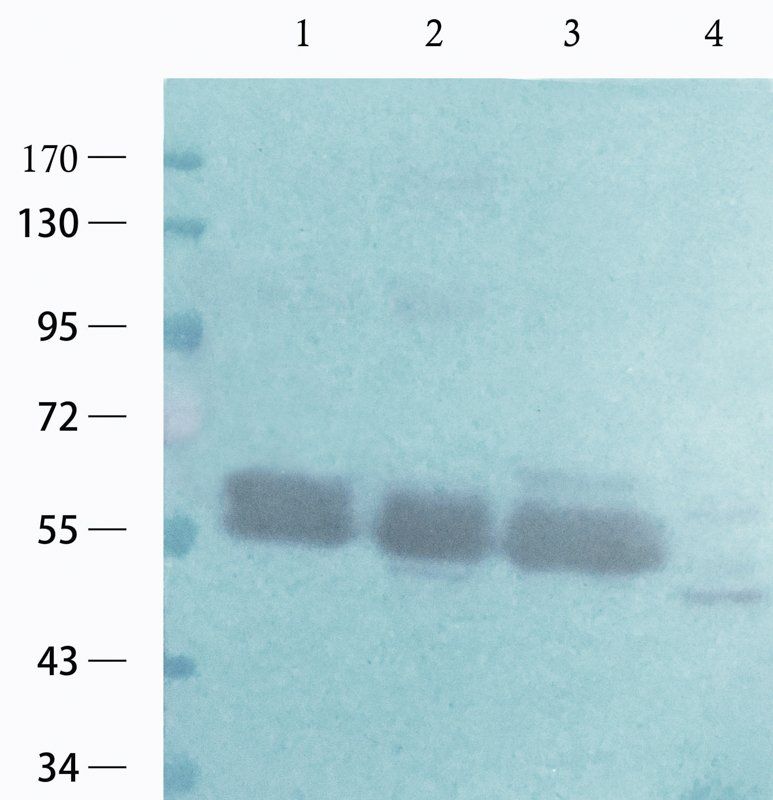 c-Kit antibody