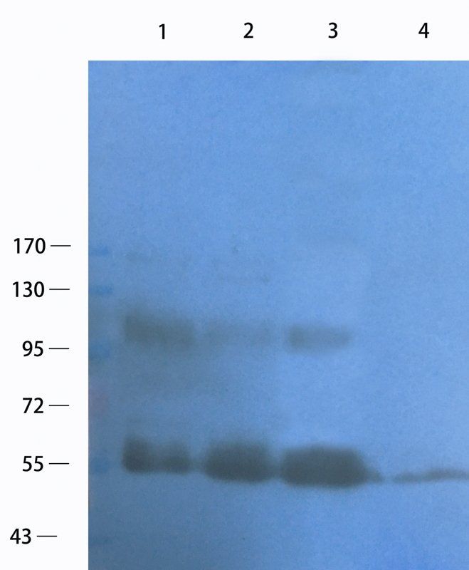 c-Kit antibody