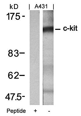 c-Kit (Ab-721) Antibody
