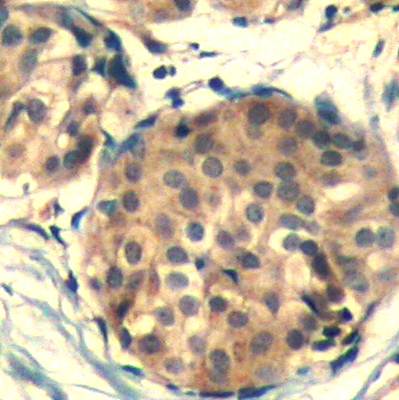 c-kit (Ab-936) Antibody