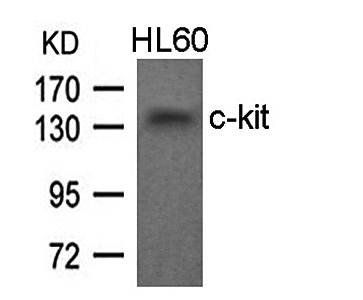 c-kit (Ab-936) Antibody