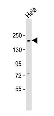 c-Kit antibody