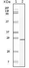 C-Kit Antibody