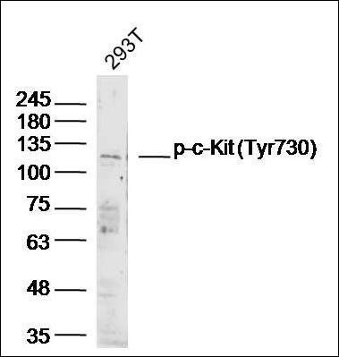c-Kit (Phospho-Tyr730) antibody