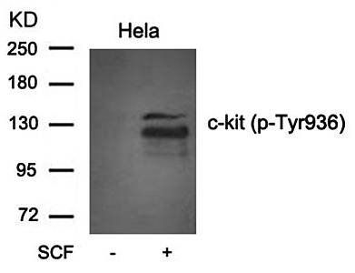 c-kit (phospho-Tyr936) Antibody