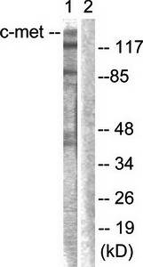 c-Met (Ab-1003) Antibody