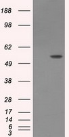 MYC Antibody