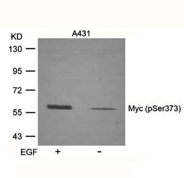 Myc (Phospho-Ser373) Antibody