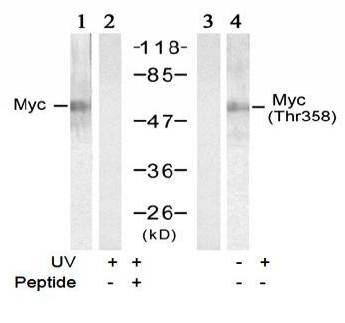 Myc (Phospho-Thr358) Antibody