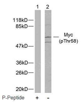 Myc (Phospho-Thr58) Antibody