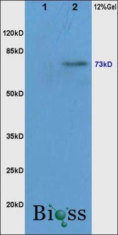 c-Raf (phospho-Ser338/Tyr340) antibody