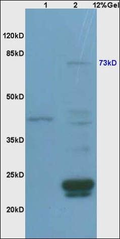 c-Raf (phospho-Ser338/Tyr340) antibody