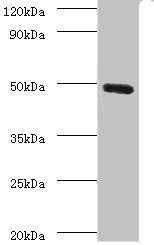 C-type lectin domain family 18 member A antibody