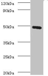 CLEC18A Antibody