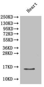 Cxcl5 Antibody