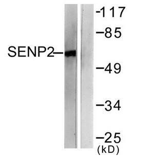 SENP2 Antibody