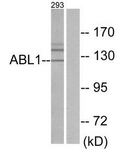 ABL1 Antibody