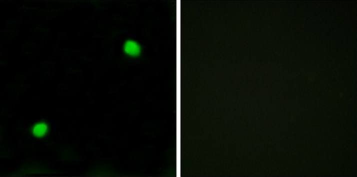 Histone H2AX Antibody