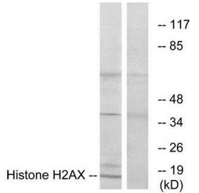 Histone H2AX antibody