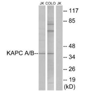 KAPC A/B Antibody