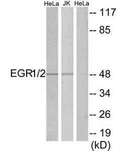 EGR1/2 Antibody