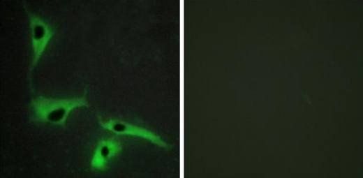 TSPAN8 Antibody