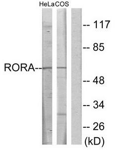 RORA Antibody