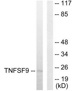 TNFSF9 Antibody