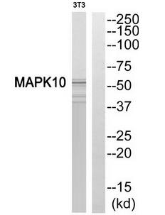 MAPK10 Antibody