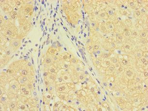 C10orf111 Antibody