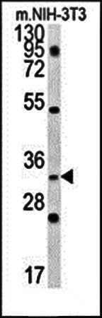 C10orf63 antibody