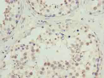 C10orf91 Antibody