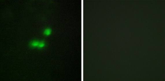 BRF1 Antibody